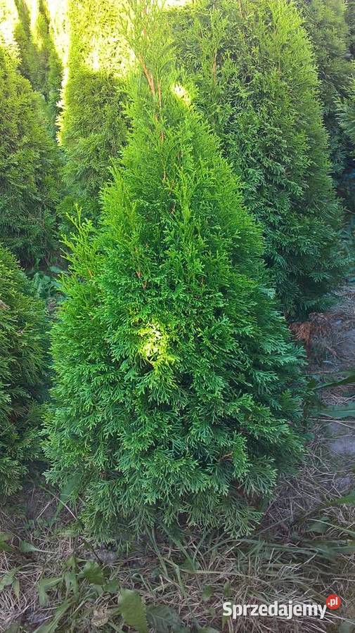 Szmaragd Wyprzedaż Promocja Najtaniej Mszczonów