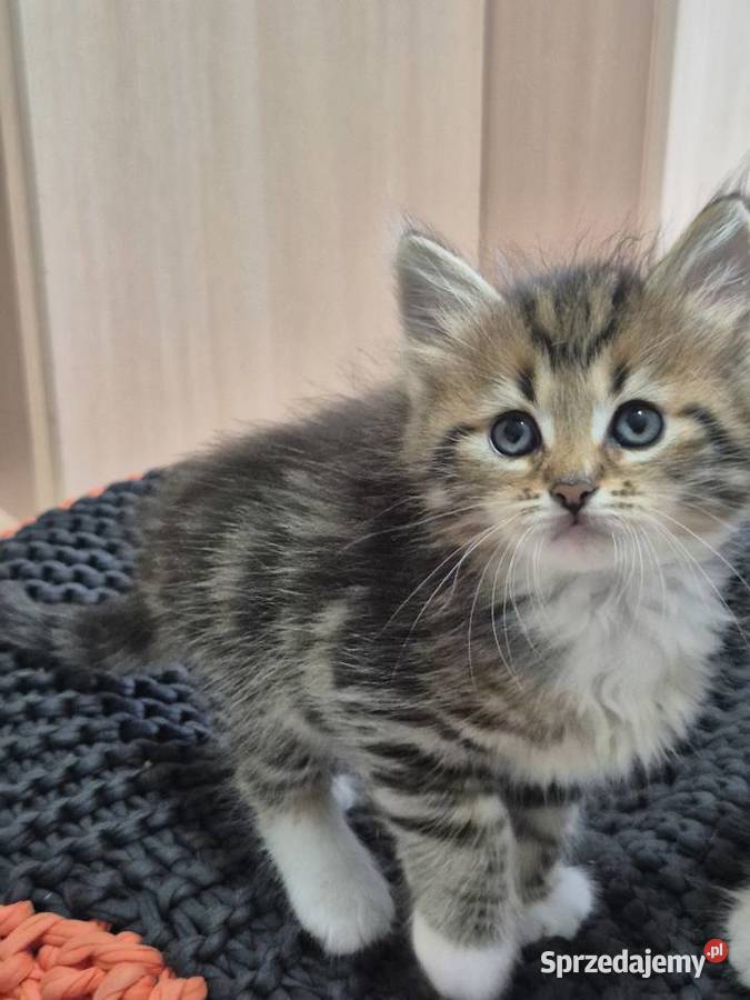 Syberyjska kotka NIKA rodowód FIFE FPL Stary Broniszew sprzedam