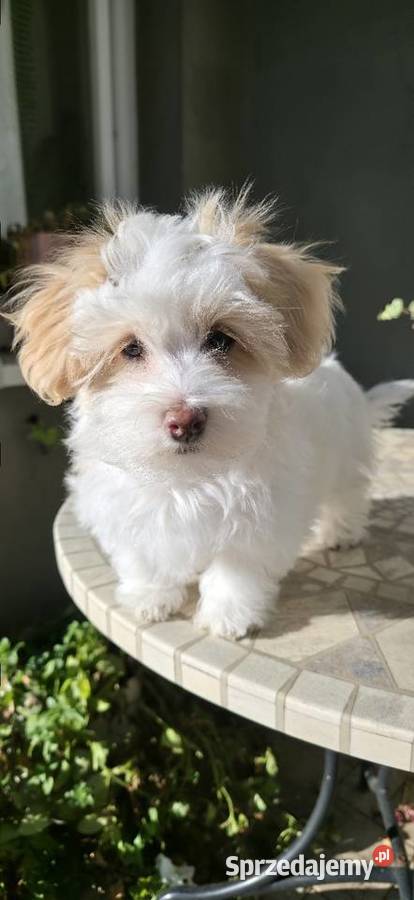 Do odbioru Hawańczyk Championie FCI ZKwP Pozostałe Chrośla