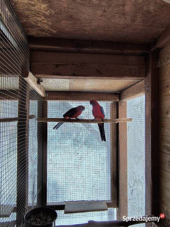 Rozella Królewska para 2019 roku Myślenice