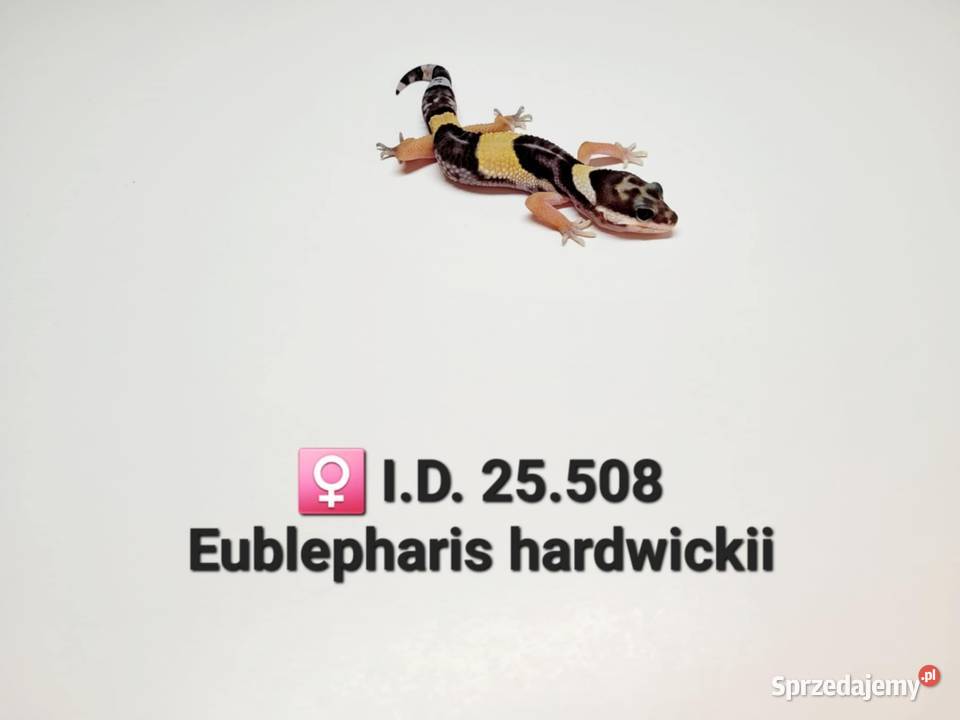 Eublepharis hardwickii gekon śląskie Zawiercie