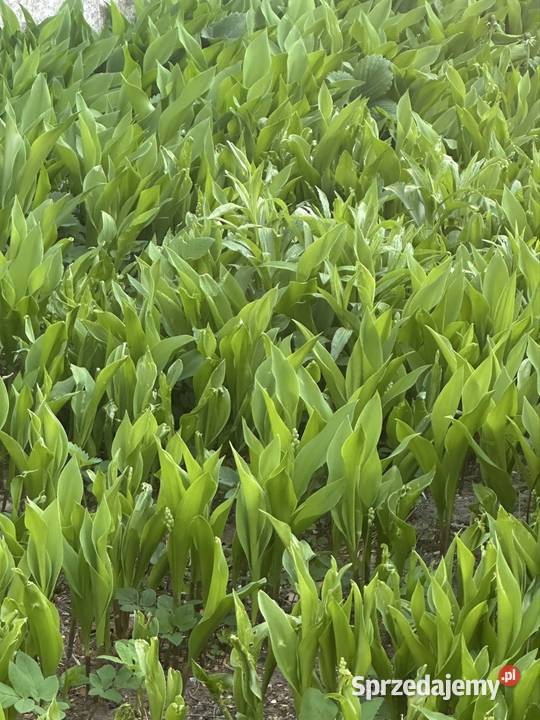 Konwalie kłącza Rabatowe Aleksandrów Łódzki