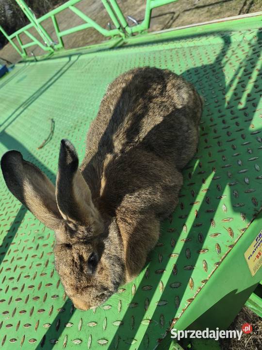 Duża samica Mieszaniec Króliki Jasieniec