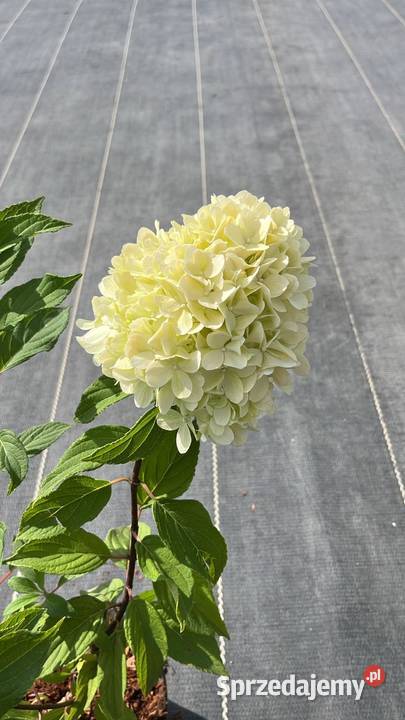 Hortensja bukietowa różne odmiany transport i mazowieckie Warszawa sprzedam