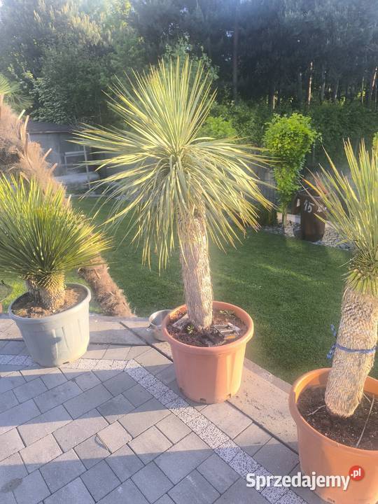 palma yucca rostrata Pszczyna sprzedam