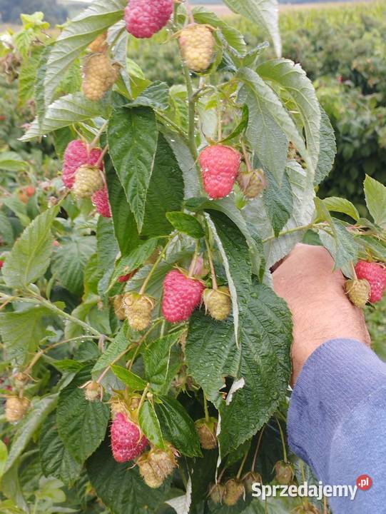 Sadzonki maliny jesiennej Orły