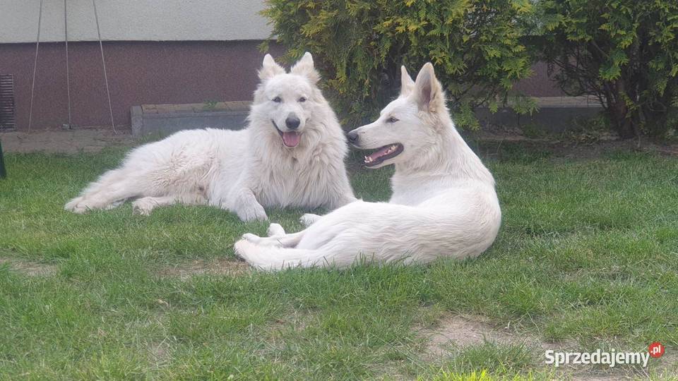 Owczarek Szwajcarski długowlosy Mogilno