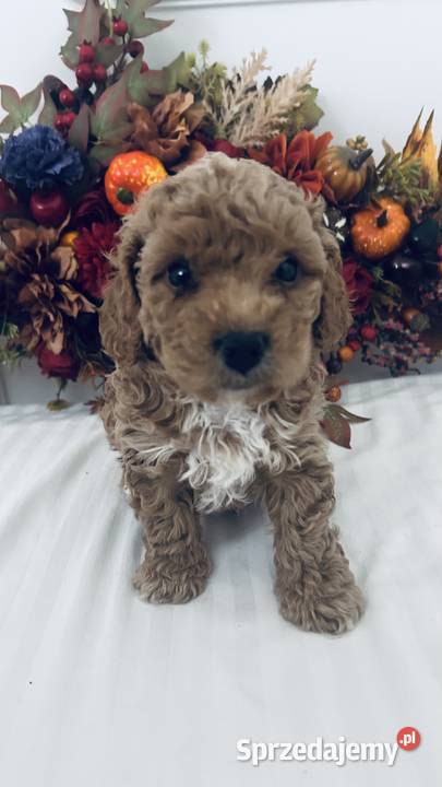Urocze Maltipoo Pozostałe Czudec