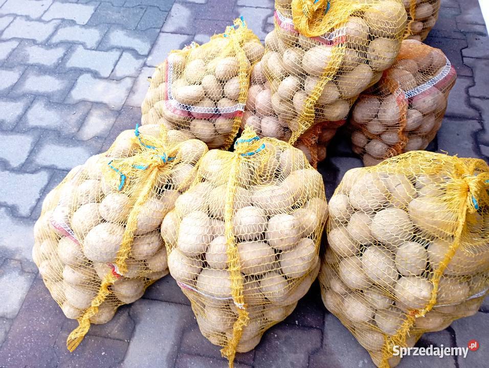 ZIEMNIAKI odm Gala Prosto Rolnika Jadalne