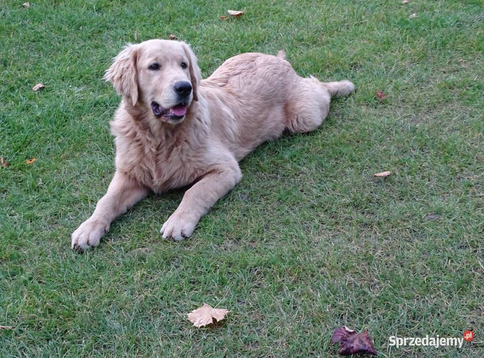Golden retriever 6 miesięczne