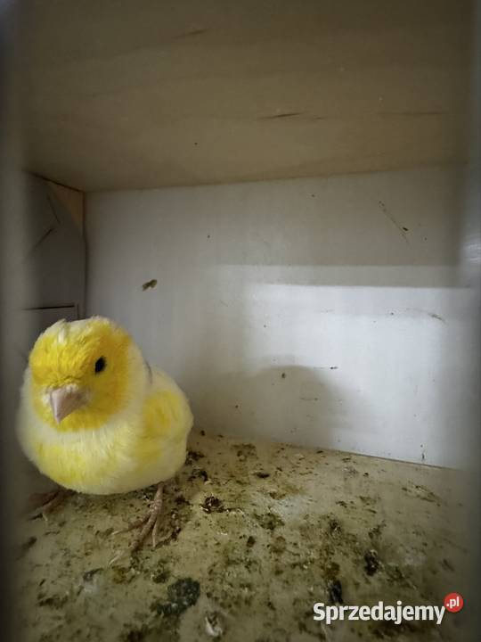 Kanarki Samce 2025 Cianowice