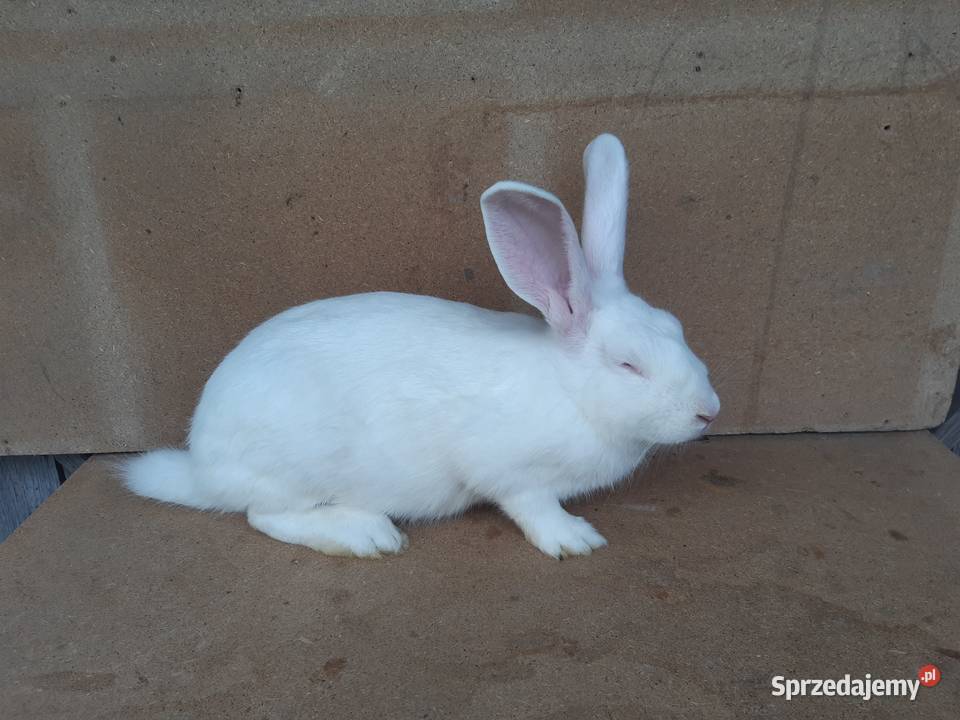 króliki termondzkie rodowód wysyłka podlaskie Bielsk Podlaski