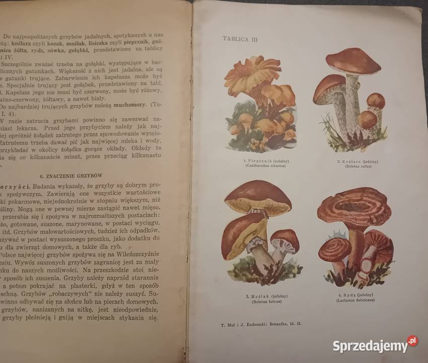 TMul i j Radomski Botanika Podr do biologii kl3 Koźminek sprzedam