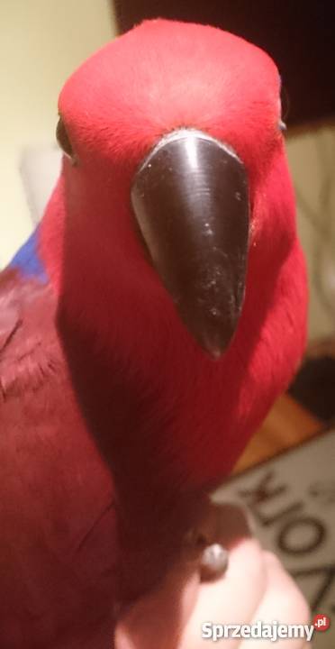 Lora Wielka oswojona para Łódź