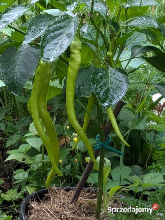 Ogórek Palczik Kustowoj Roznasol Rosyjskie małopolskie Nowy Sącz