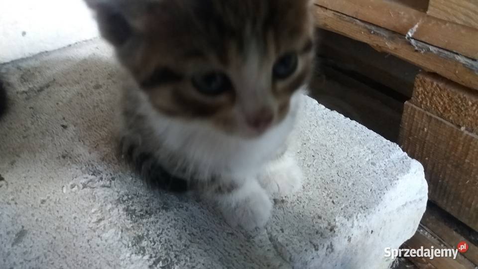 Kotki kocurki kociaki kotka koty