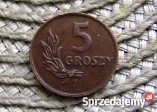 PRL 5 Groszy 1949r6 Numizmatyka wielkopolskie Kalisz sprzedam
