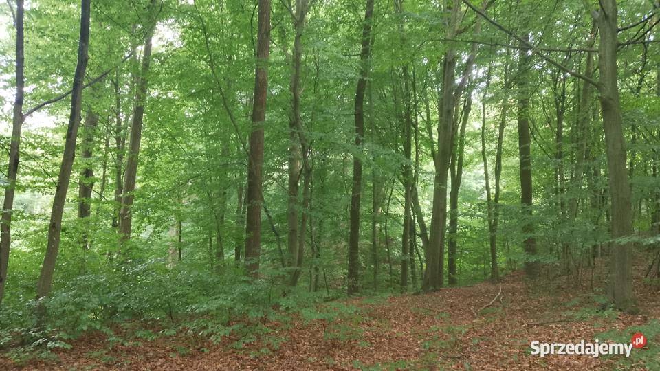 Las15arustalone granice Chmielnik Rzeszowski
