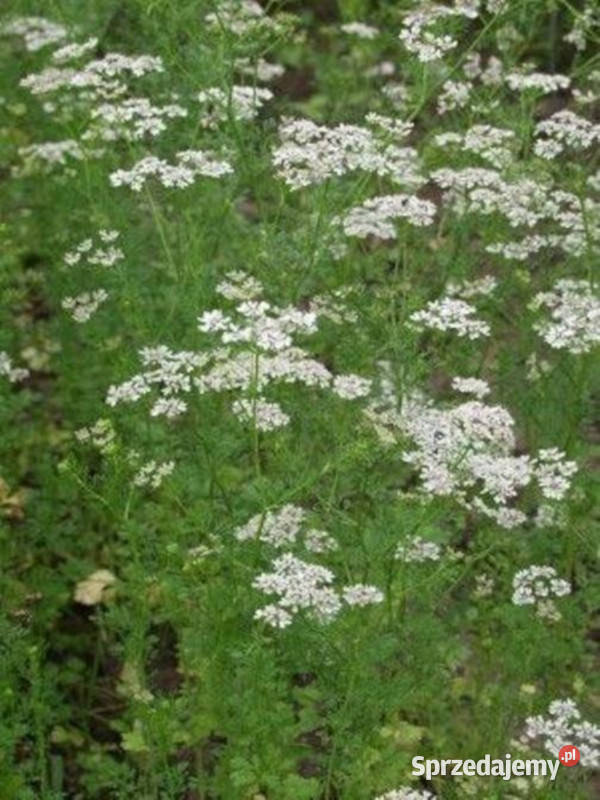 BIEDRZENIEC ANYŻ Pimpinella anisum NASIONA 100g kujawsko-pomorskie Lubanie