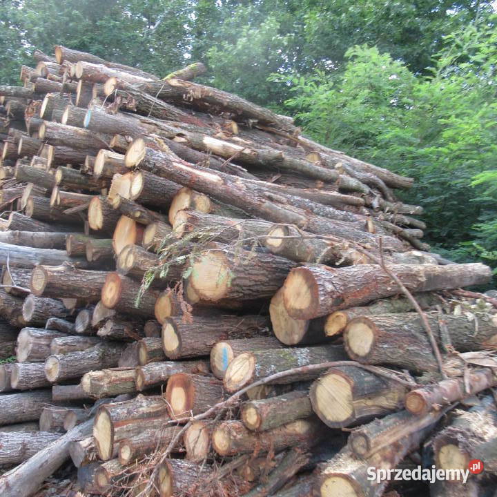 Dąb buk i grab wałkicieńszytańszy Luszowice