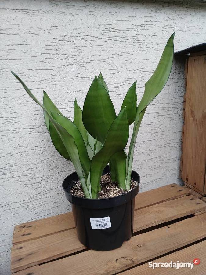 Sansewieria moonshine sansevieria trifasciata