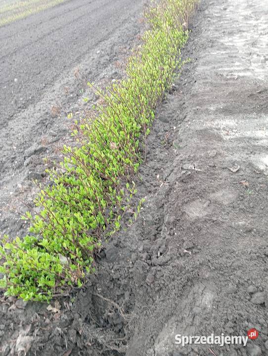 Hortensja bukietowa 15 2 kolory Radom