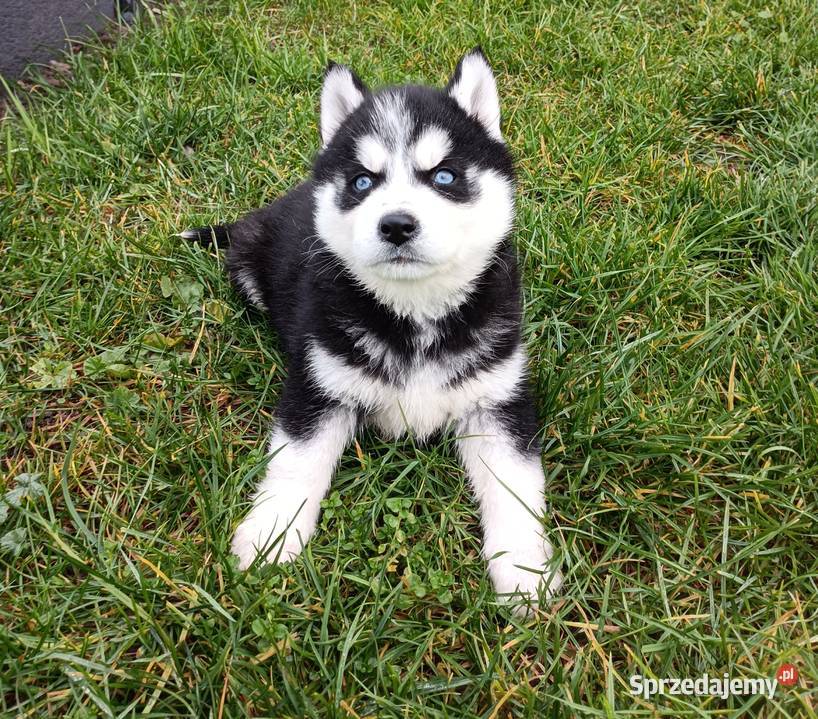 Szczeniaczki Siberian husky gotowe do Krośniewice