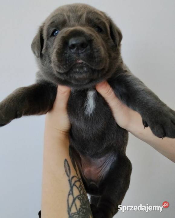 Cane Corso Italiano lubelskie Łuków