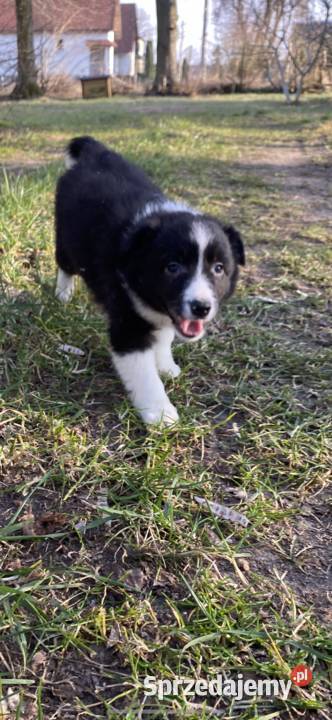 Szczeniaki border collie Biała Góra
