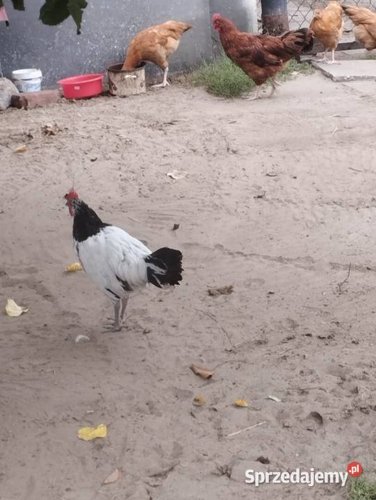 Sprzedam 10 kogutków 2 rasowe podkarpackie
