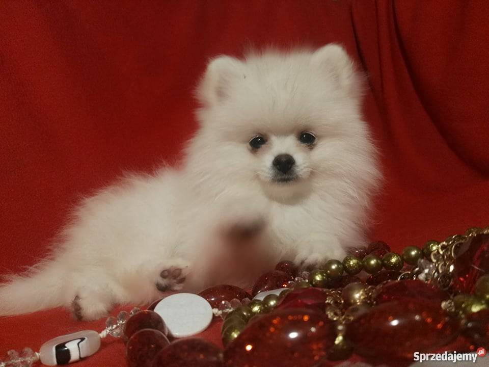 Luxusowe Pieski Boo Pomeranian DO REZERWACJI Namysłów sprzedam