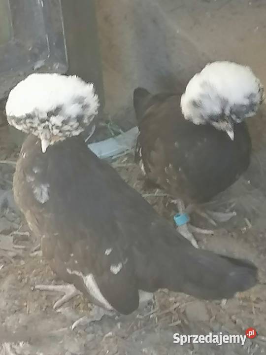 Białoczyby i koguta rasy loczek anagodori młode wielkopolskie Maniewo sprzedam