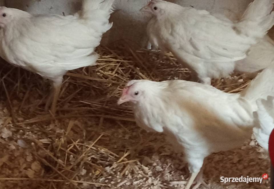 Młode kury leghorn podkarpackie Krosno
