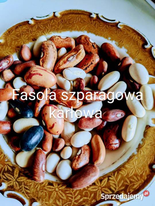 Pomidor rosyjski Balkonowe Cudo Dwarf 2024 małopolskie Kraków