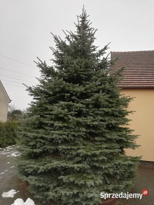 Duży świerk idealny na choinkę plenerową Iłowa