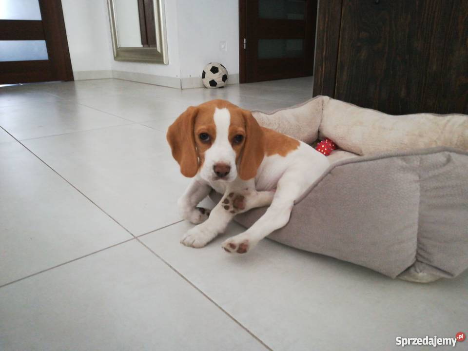 Piękna 3miesięczna sunia beagle Silno