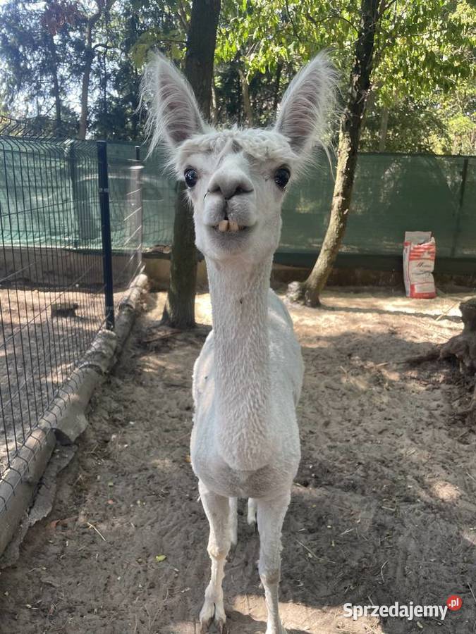 Alpaki Suri Huacaya samica i 2 samce Warszawa