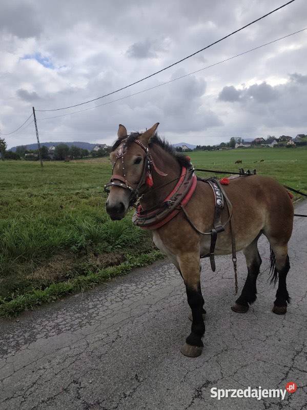 Konie Limanowa sprzedam