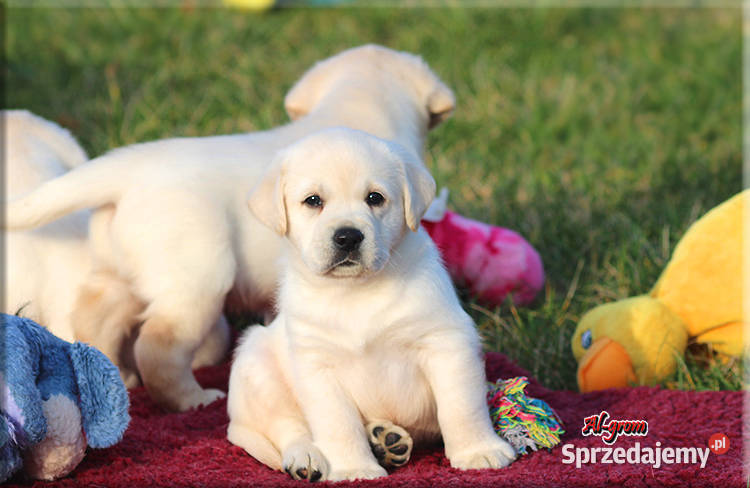 Labrador żółtebiszkoptowe szczenięta ZKWP FCI Chynów