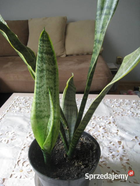 Sansevieria wężownica skutecznie oczyszcza