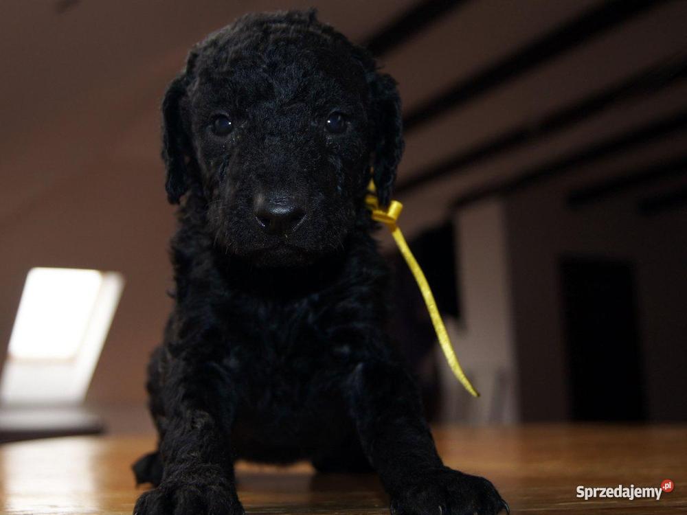 Curly Coated Retriever szczenieta Warszawa