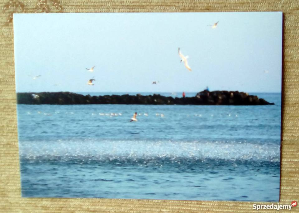 PTAKI BRZEGIEM MORZA Piszczac