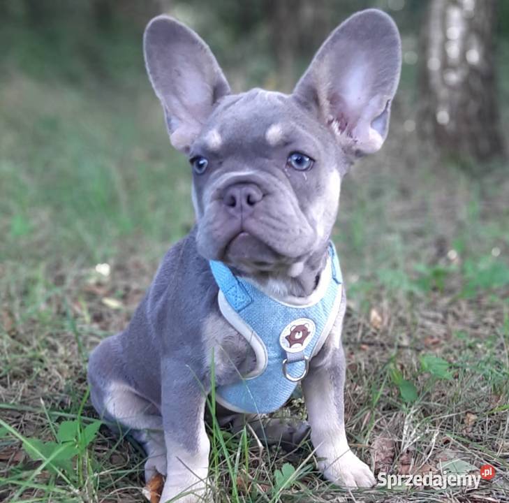 Buldog francuski szczeniaczki piekne sunie i Pabianice