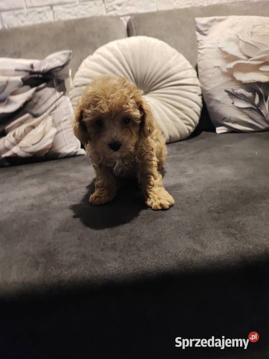 Pudelki malutkie toy 20 marca odbior Pozostałe Bolesławiec