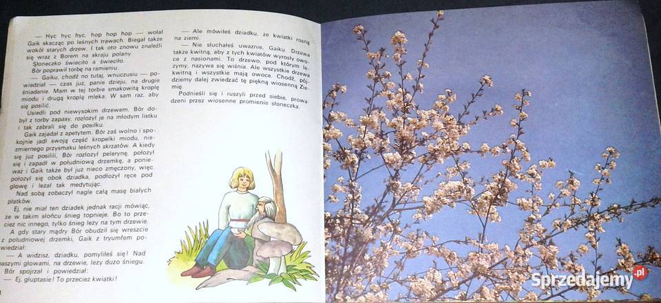 Bór i Gaik w wiosennym lesie Jerzy Michał sprzedam