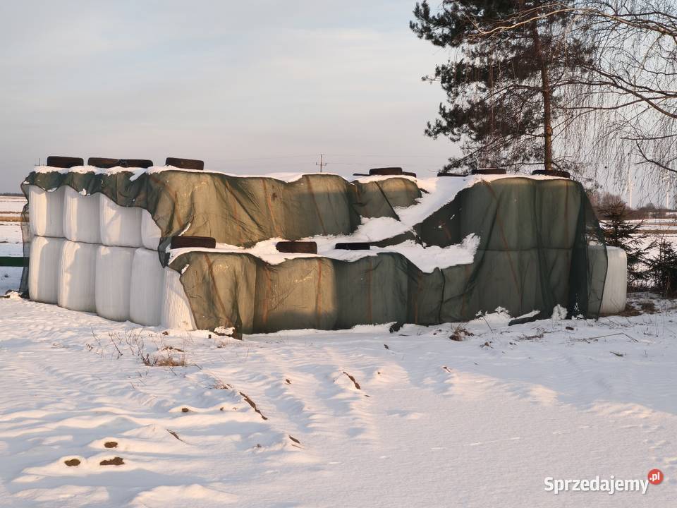 Sianokiszonka życica trwała Zduńska Wola