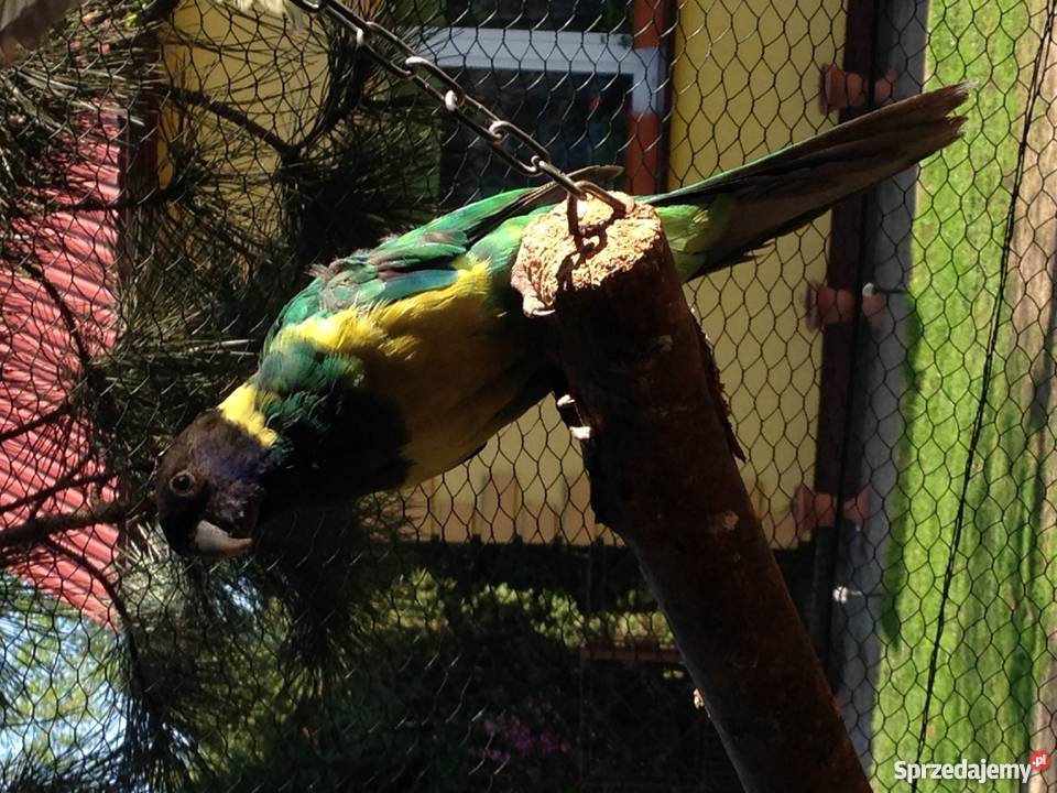 Kragen Bernard Wawrzeńczyce