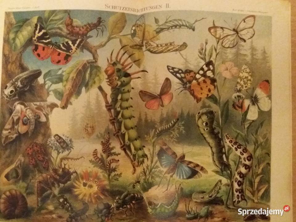 Stara niemiecka rycina z Meyers Lexikon z 1897 Jarosław