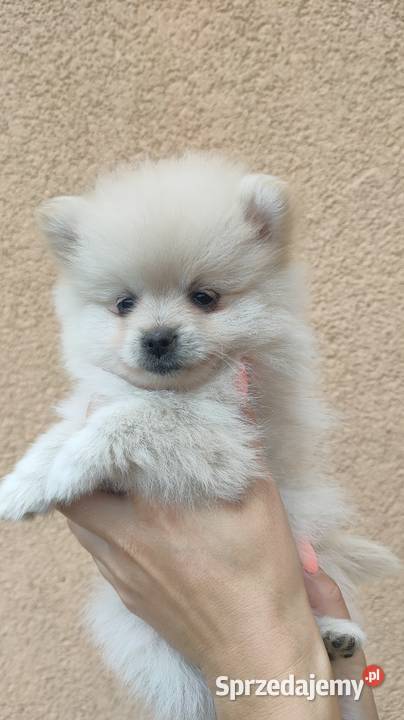 Szpic miniaturowy pomeranian Laski