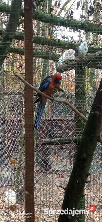Do sprzedania nadwyżka papug Tarzymiechy Trzecie